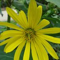 Silphium perfoliatum fleur (2)